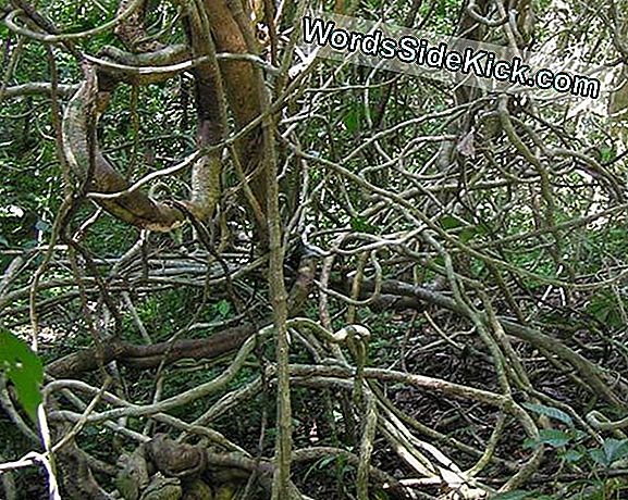 Tree Stranglers: Vines Inhalen Tropische Bossen