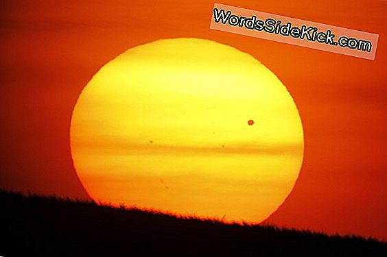 Venus Transit Inspireert Oogverblindende Film Met Verrassende Ster