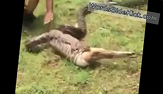 Giant Rogue Python Swallows Deer Whole