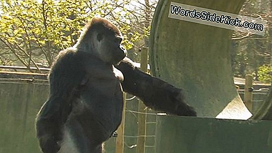 'Gorilla Walks Like A Man' Video Erklärt