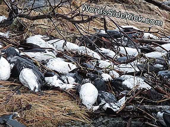 Massive Bird Die-Off Puzzles Alaskan Scientists