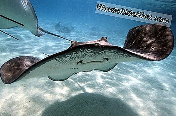 Stingrays 'Weird Swimming May Inspire New Submarine Designs