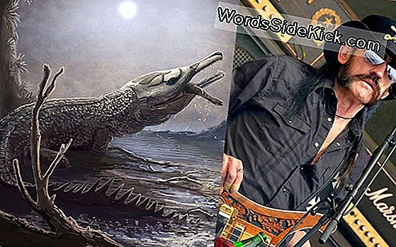 'Nastiest' Jurassic Croc Genoemd Naar De Lemmy Van Motorhead