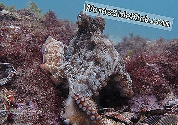 'Octlantis': Bustling Octopus Community Discovered Off Australia