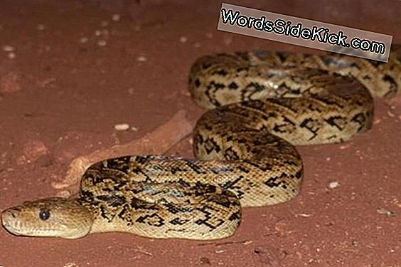 Scary Snake Strategy: Cuban Boas Hunt In Packs