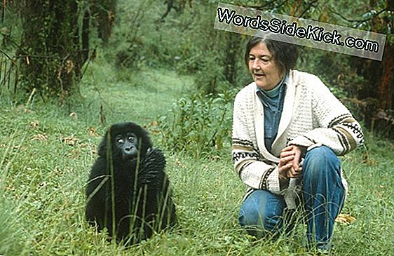 Dian Fossey