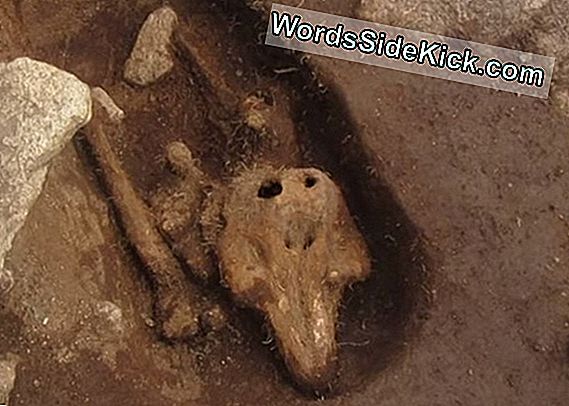 Surprise Find: Dolphin Bones Opgegraven In Het Middeleeuwse Graf Van Het Eiland
