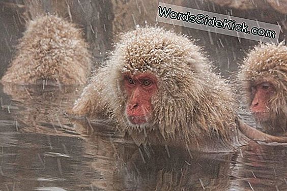 Snow Monkeys Love Hot Baths Zoals Mensen Dat Doen, En Nu Weten We Waarom