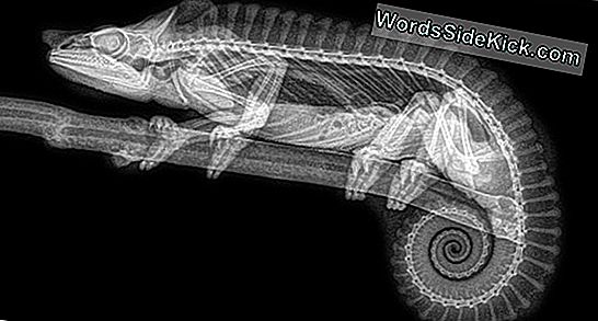 Zoo'S Animal X-Rays Reveal Spooky, Scary Skeletons