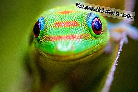 Tiny Hawaiian Gecko Noemt Per Ongeluk 'A Bazillion' Mensen Van Hospital Phone, Wint Internet