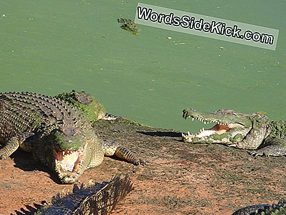Was Ist Der Unterschied Zwischen Alligatoren Und Krokodilen?