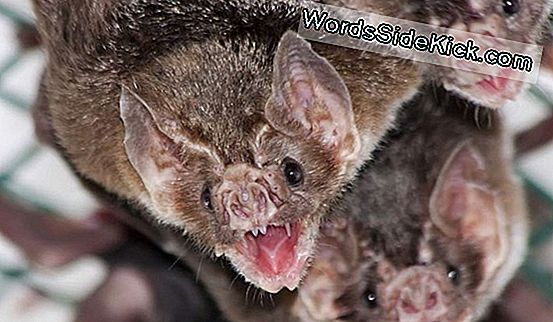 Vampire Bat Bites Helfen Schild Peruaner Vor Tollwut