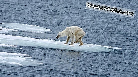 Verhungernder Eisbär Foto: Tadeln Sie Nicht (Nur) Den Klimawandel