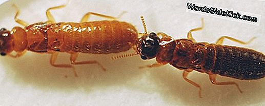 'Super' Termite Hybrid May Wreak Havoc On Florida