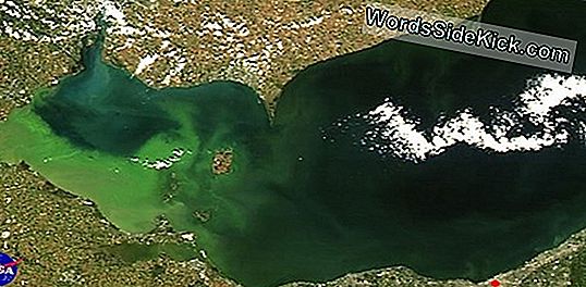 Lake Erie Dead Zone: Geef Het Niet De Schuld!