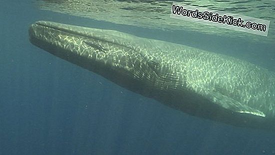 Blue Whale'S Elastische Kaak Geëvolueerd Van Stiff Maw