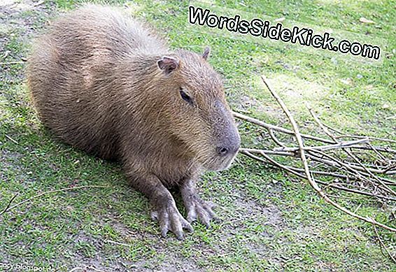 Fakten Uber Capybaras 21 Tiere