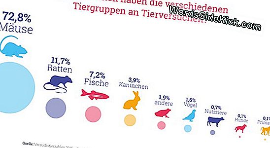 Mensch Tier Chimaren Biologische Forschung Und Ethische Fragen 2021 Tiere