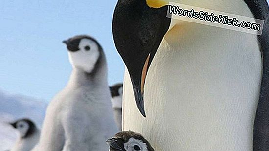 Pinguine Verhungern Als Wärmende Imperils-Nahrungskette