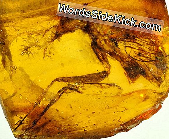 Sticky Amber Konservierte Dinosaurier-Zeitalter Für Jahrmillionen