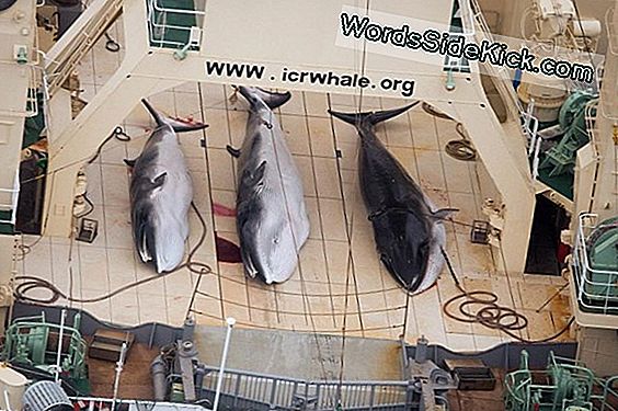 Nicht Wissenschaft, Sondern Schlachtung: Japanischer Walfang Vor Internationalem Gericht (Op-Ed)
