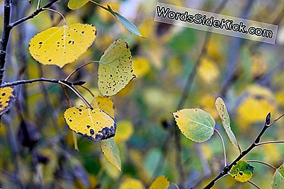 Leaf Peepers: Verwacht Vlekkerige Herfstkleuren In De Vs.