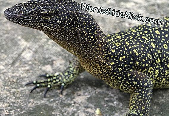 'Lost' Monitor Lizard Herontdekt In Papoea-Nieuw-Guinea