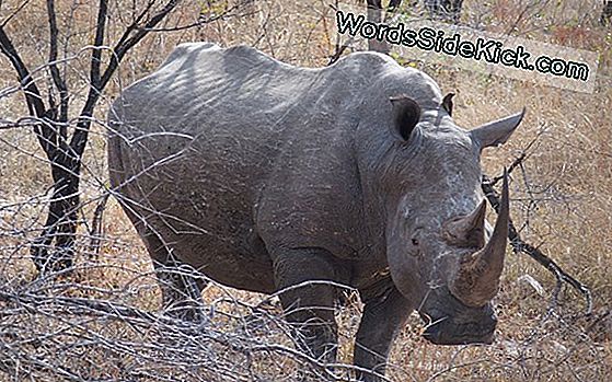 Seltenes Weißes Nashorn Für Begehrtes Horn Im Französischen Zoo Getötet