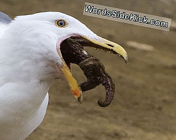 Sea Star Zwelt Op Met Getijden