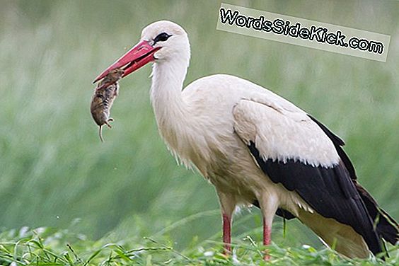 Kröte Frisst Käfer, Bedauert Es Sofort - Beobachten Sie Das Nachwecken Von Nachwehen