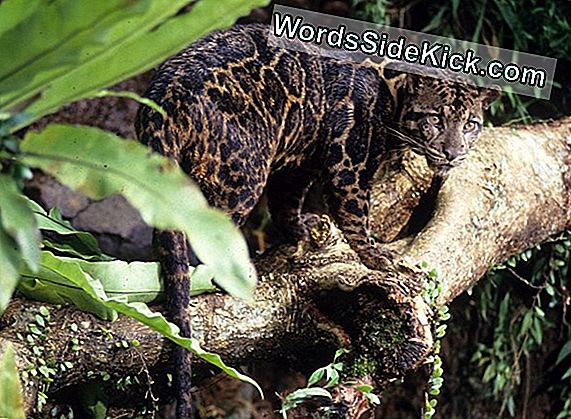 La Nueva Especie De Leopardo Nublado Se Presenta En 2 Tipos Unicos 2021 Los Animales