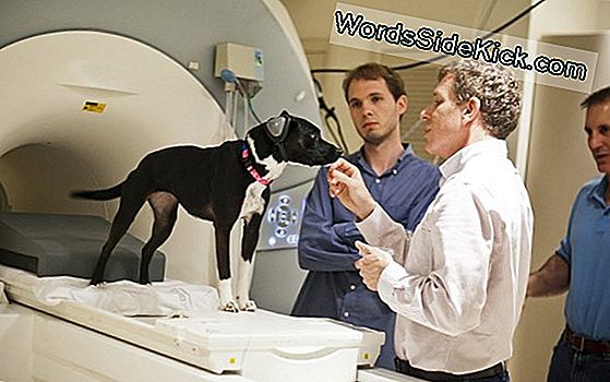 Doggy Daydreams: Brain Scans Reveal Fido'S Thoughts