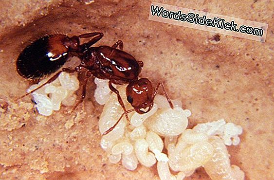 Fire Ants Go Global: Mapping An Invasion