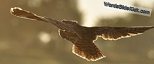 Night Owl Of Early Riser? Slaappatronen Kunnen Met 10 Uur Variëren
