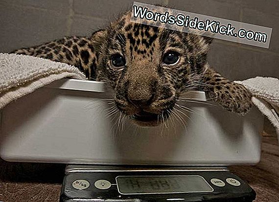 Cute Alert! Baby Jaguars Geboren In San Diego Zoo