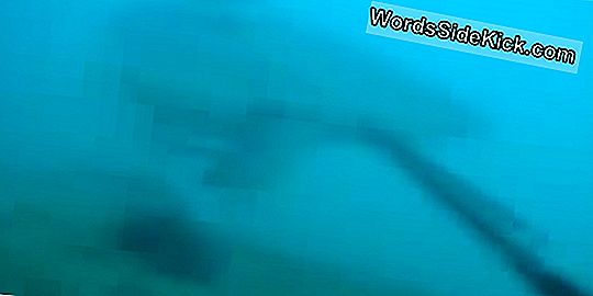 Diver'S Scary Great White Shark Encounter Betrapt Op Video