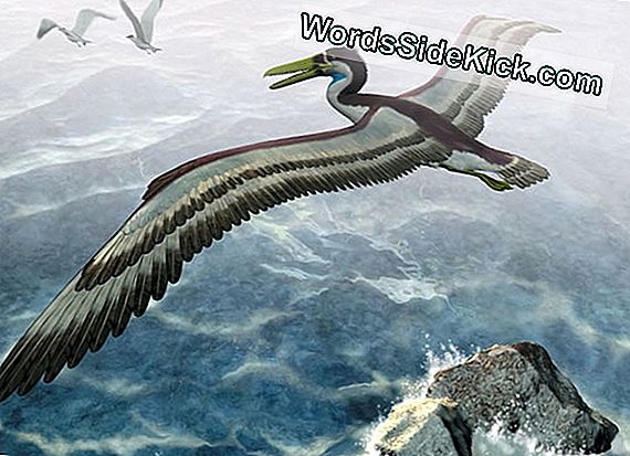 Ancient Toothy Bird Had Record Wingspan