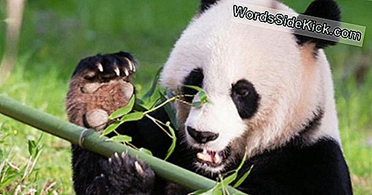 Panda Poop Onthult Dat Ze Slecht Zijn In Digesting Bamboo