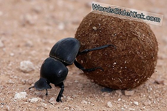 Wauw! Dung Beetles Navigate By The Stars