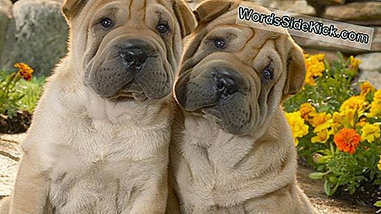 Shar-Peis 'Nieuwe Rimpel: Huidgen Kan Ze Ook Ziek Maken