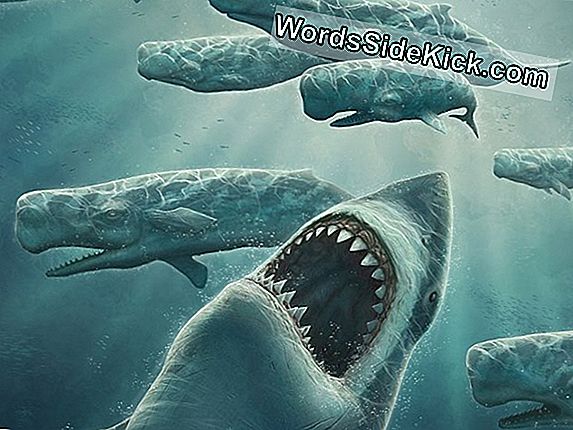 Megalodon Stamvader: Fossiele Tanden Verbinden Het Beest Met De Grootste Haai Ter Wereld