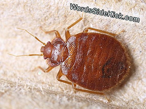 Bed Bugs Weerstaan ​​Pesticiden