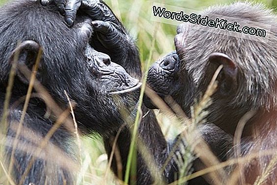 Animal Sex: How Chimps Do It