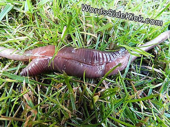 Animal Sex: How Worms Do It