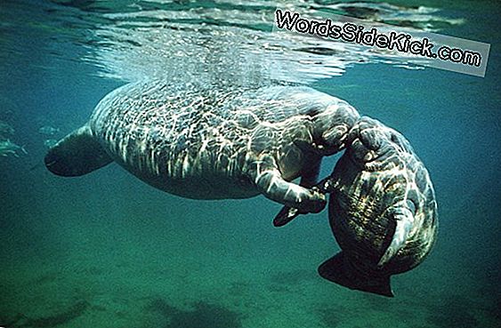 Animal Sex: How Manatees Do It