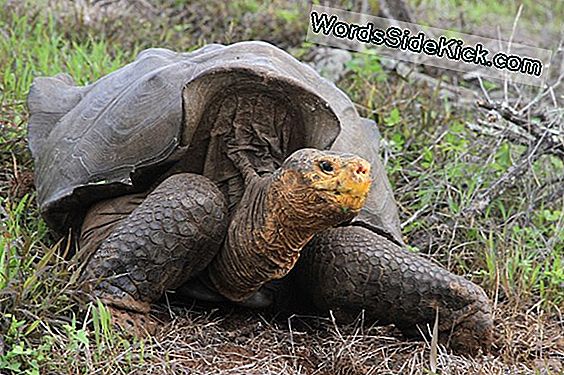 Animal Sex: How Galápagos Tortoises Do It