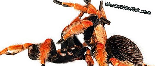 Animal Sex: How Tarantulas Do It