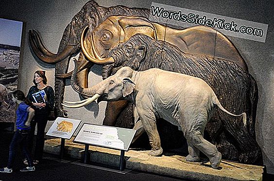 Big Love: Woolly Mammoths, Huge Elephants May Interbred