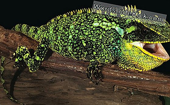Here Be Dragons: 3 Spiky Lizard Species Gevonden In Andes