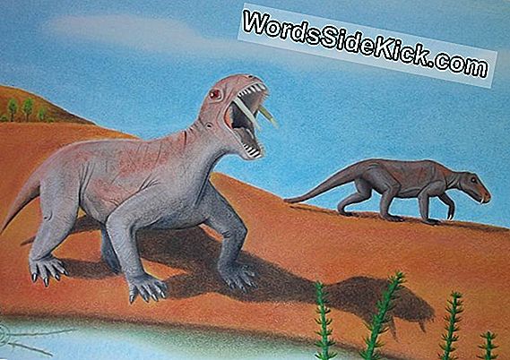 Odd Ancient Beast Was Sabre-Toothed Vegetarian